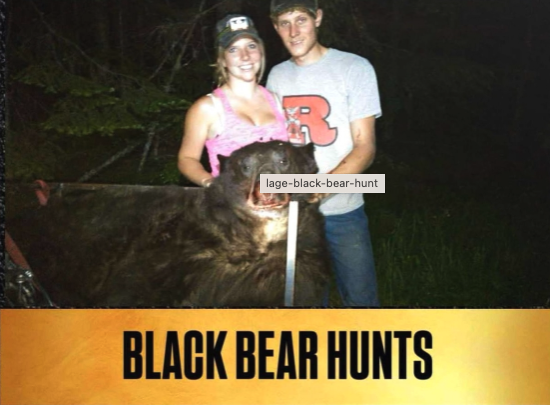 Black Bear Hunts
